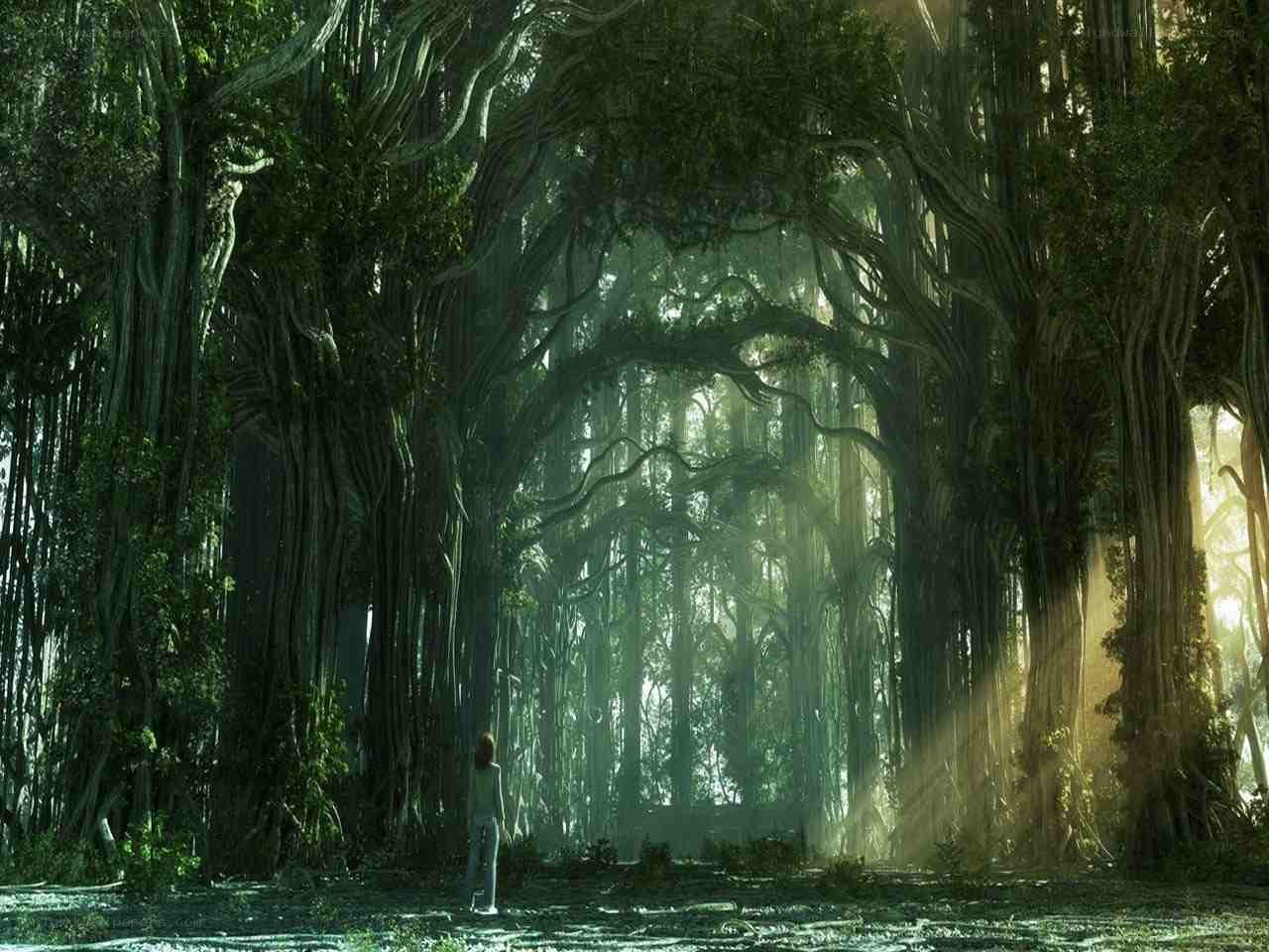 person in a mystical forest