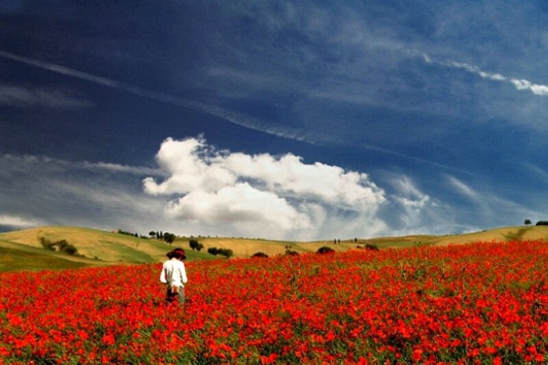Person in a poppy field