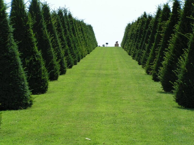 Person in a Tree-lined Path