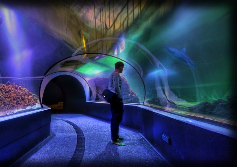 Person in aquarium tunnel