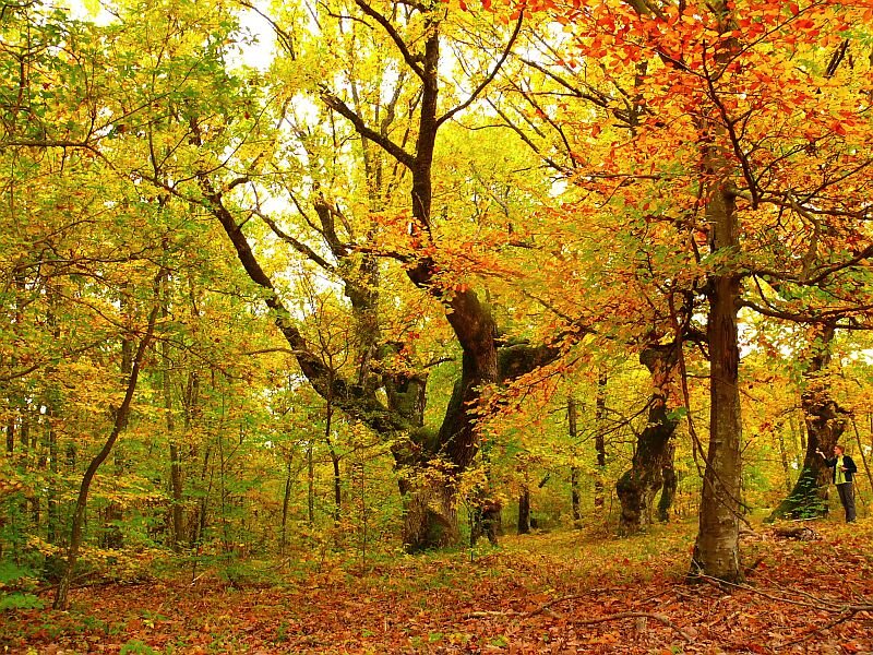 Person in Autumn Forest