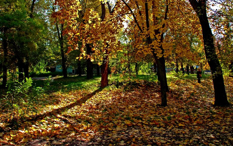 Person in Autumn Park
