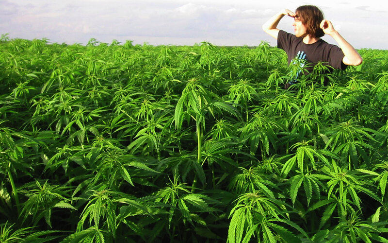 Person in Cannabis Field