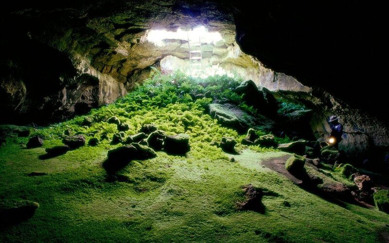 Person in Cave with Ferns — Green