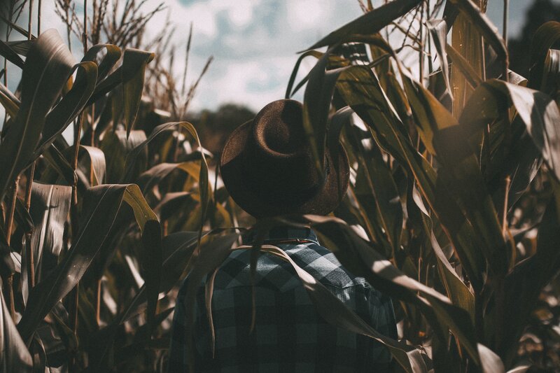 Person in Cornfield