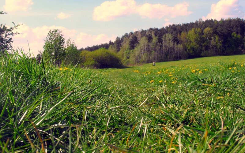 Person in Field — Green, Serene