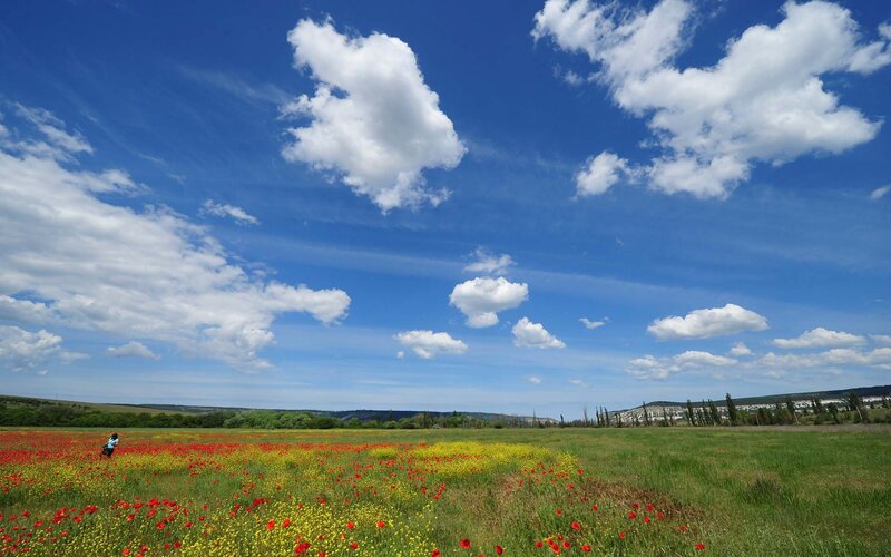Person in Flower Field — Blue