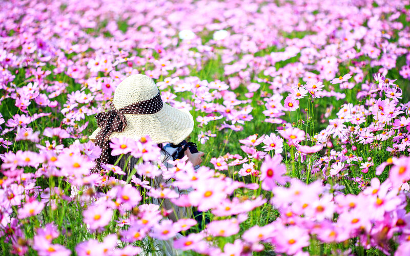 Person in Flower Field — Pink