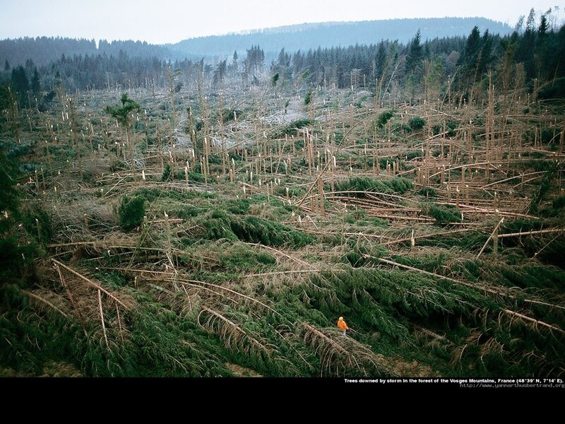 Person in Forest Debris