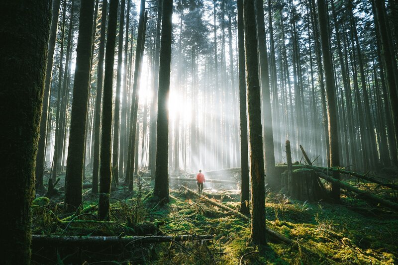 Person in Forest — Green, Serene, Morning, Photograph, Trees