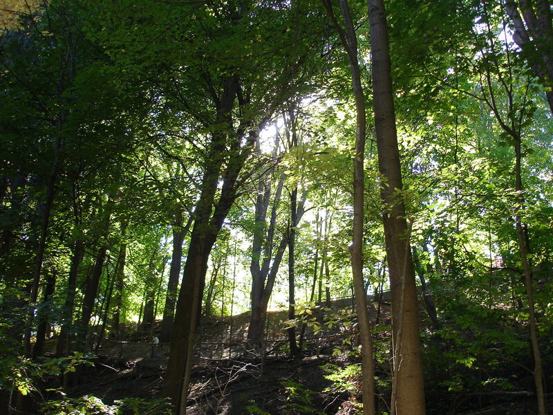 Person in Forest — Green, Serene