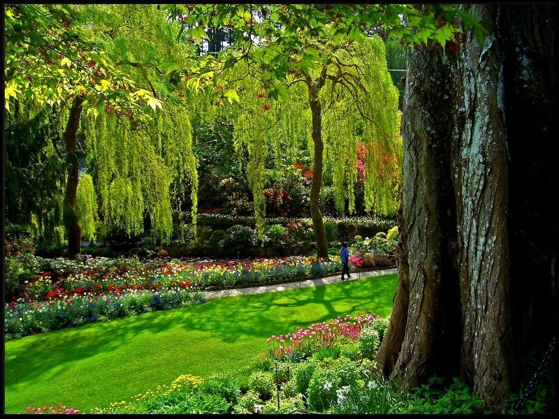 Person in Garden