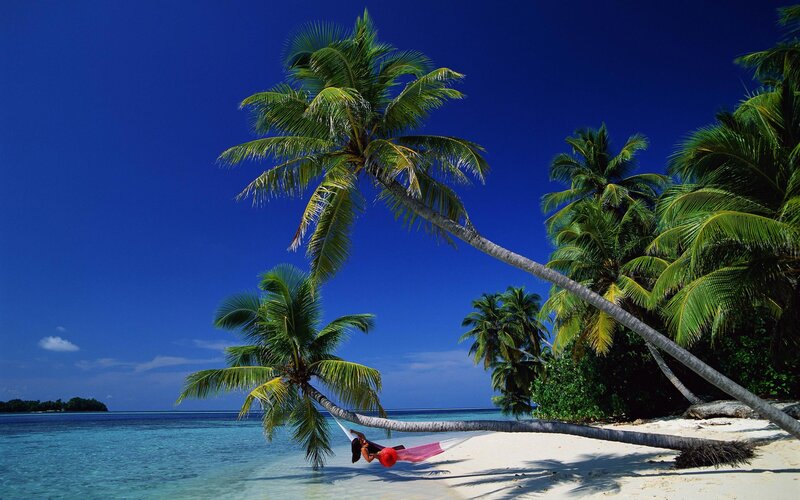 Person in Hammock — Blue, Serene, Afternoon, Photograph, Palm Trees, Beach