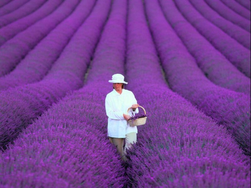 Person in Lavender Field
