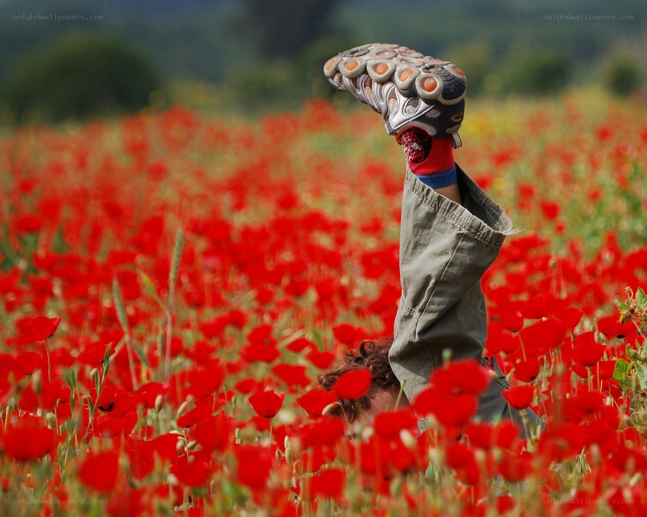 Person in poppy field doing handstand