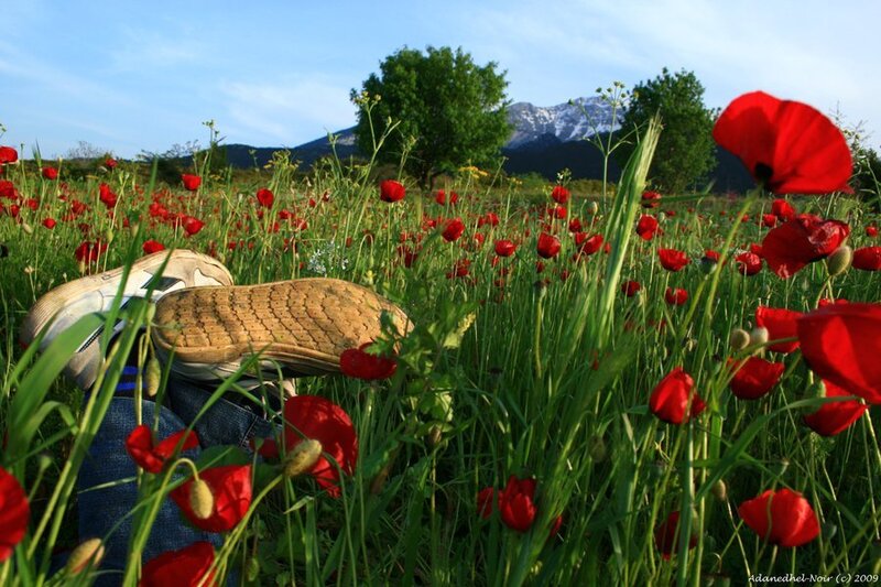 Person in Poppy Field