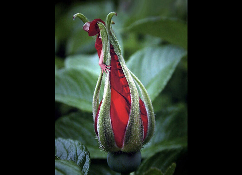 person in red costume inside flower