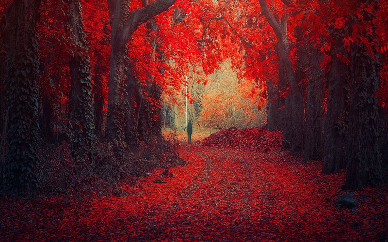 Person in Red Forest — Dramatic, Autumn