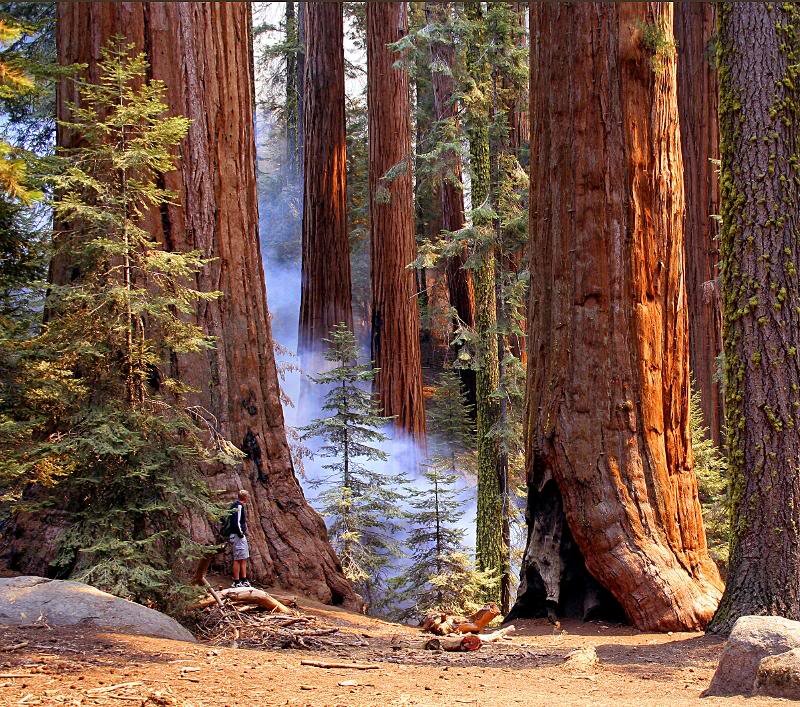 Person in Redwood Forest — Brown