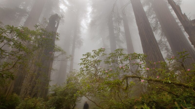 Person in Redwood Forest — Green, Misty