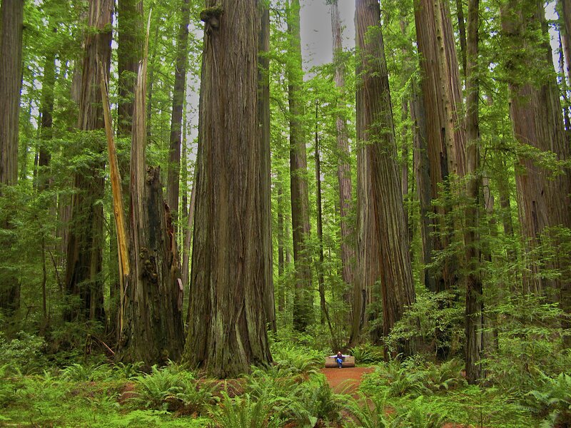 Person in Redwood Forest — Green