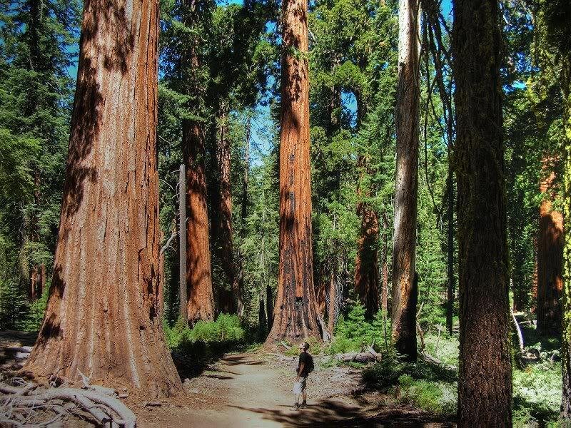 Person in Redwood Forest