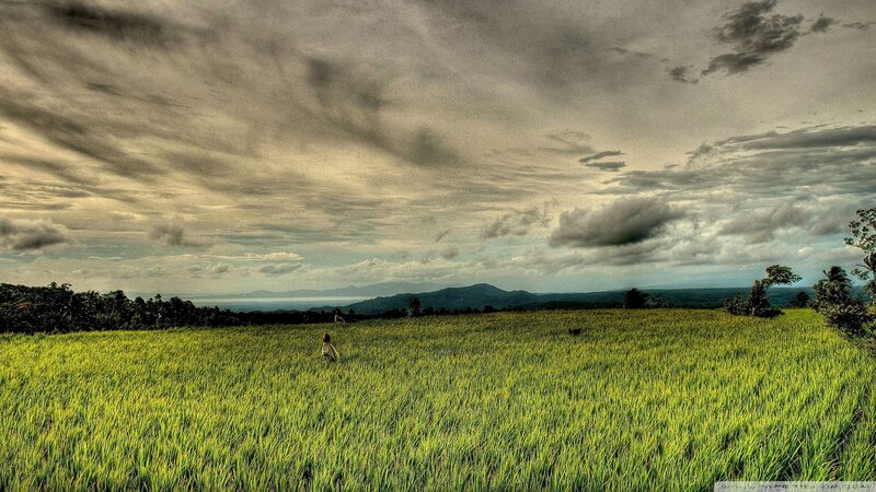 Person in Rice Field