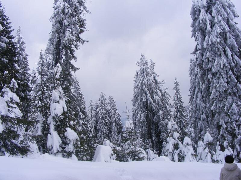 Person in Snowy Forest — White, Cold, Winter, Photograph, Trees