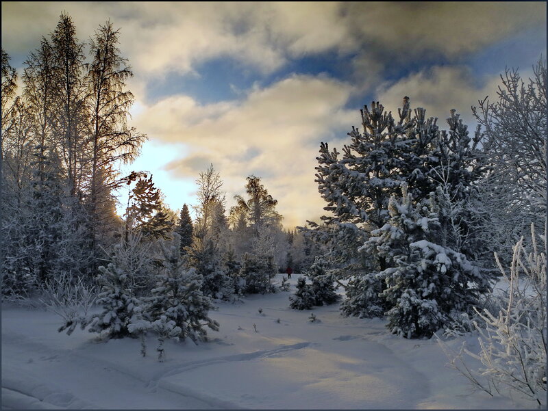 Person in Snowy Forest — White