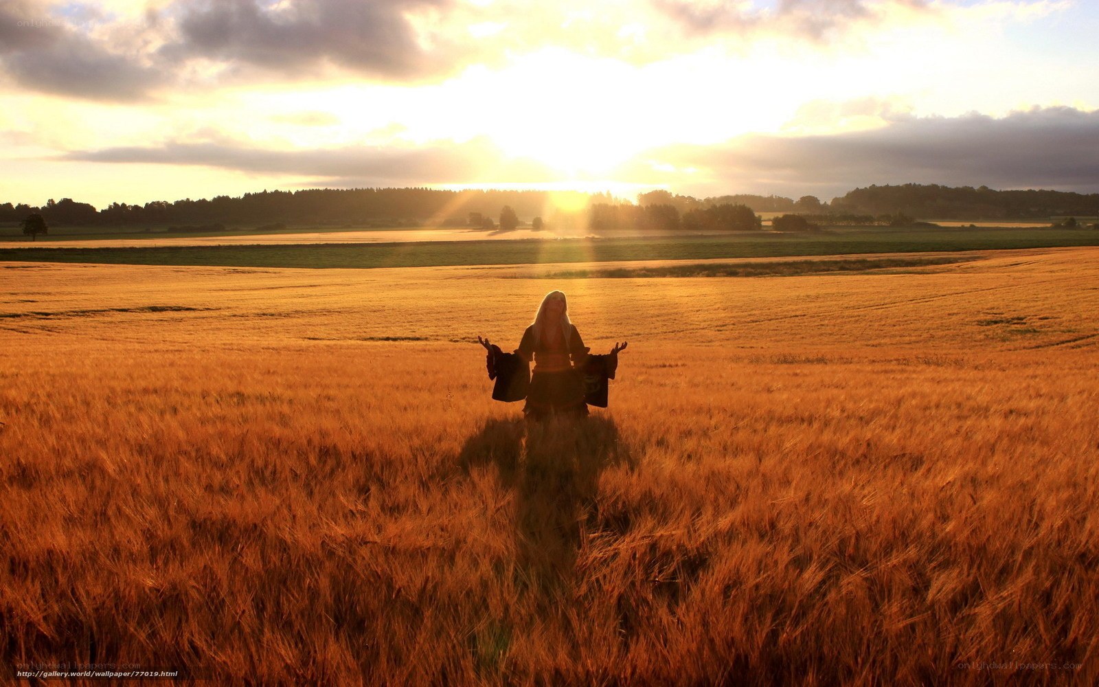 Person in wheat field at sunset