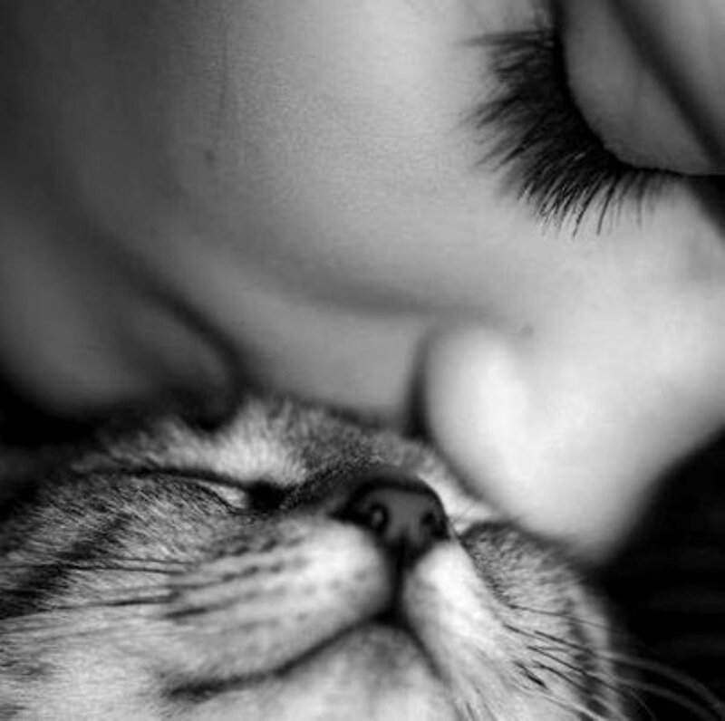 Person Kissing Cat