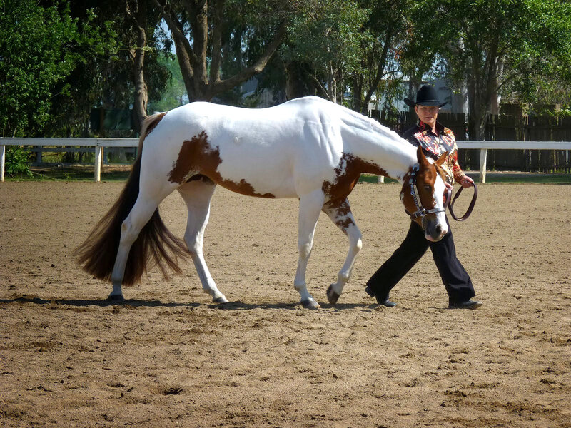 Person Leading Pinto Horse