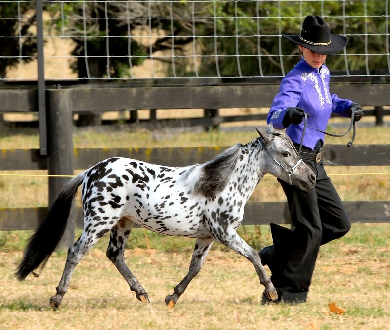 Person Leading Spotted Horse