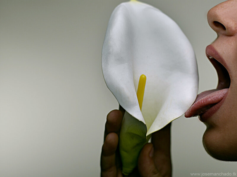 person licking a calla lily