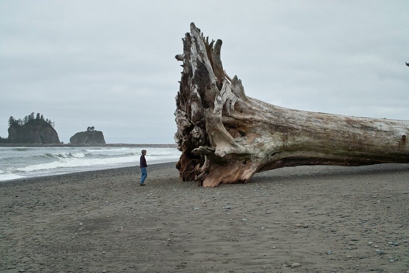 Person Near Driftwood