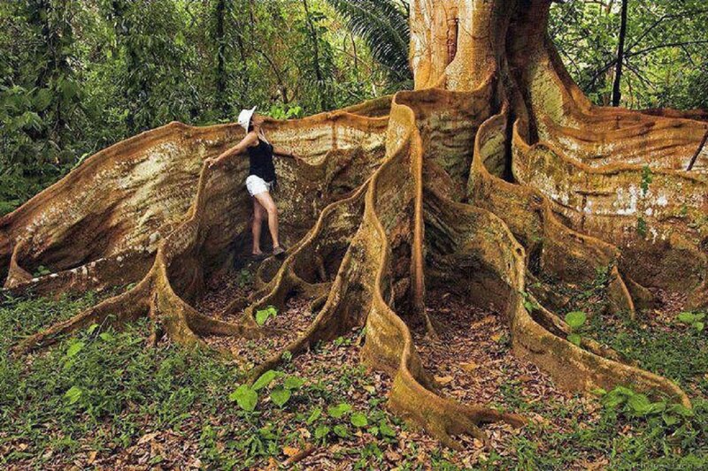 Person Near Large Tree Roots