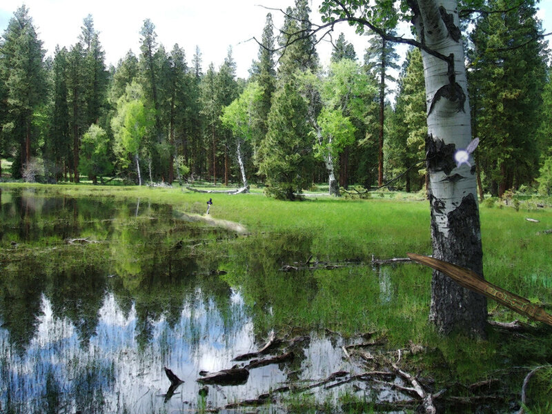 Person Near Pond in Forest