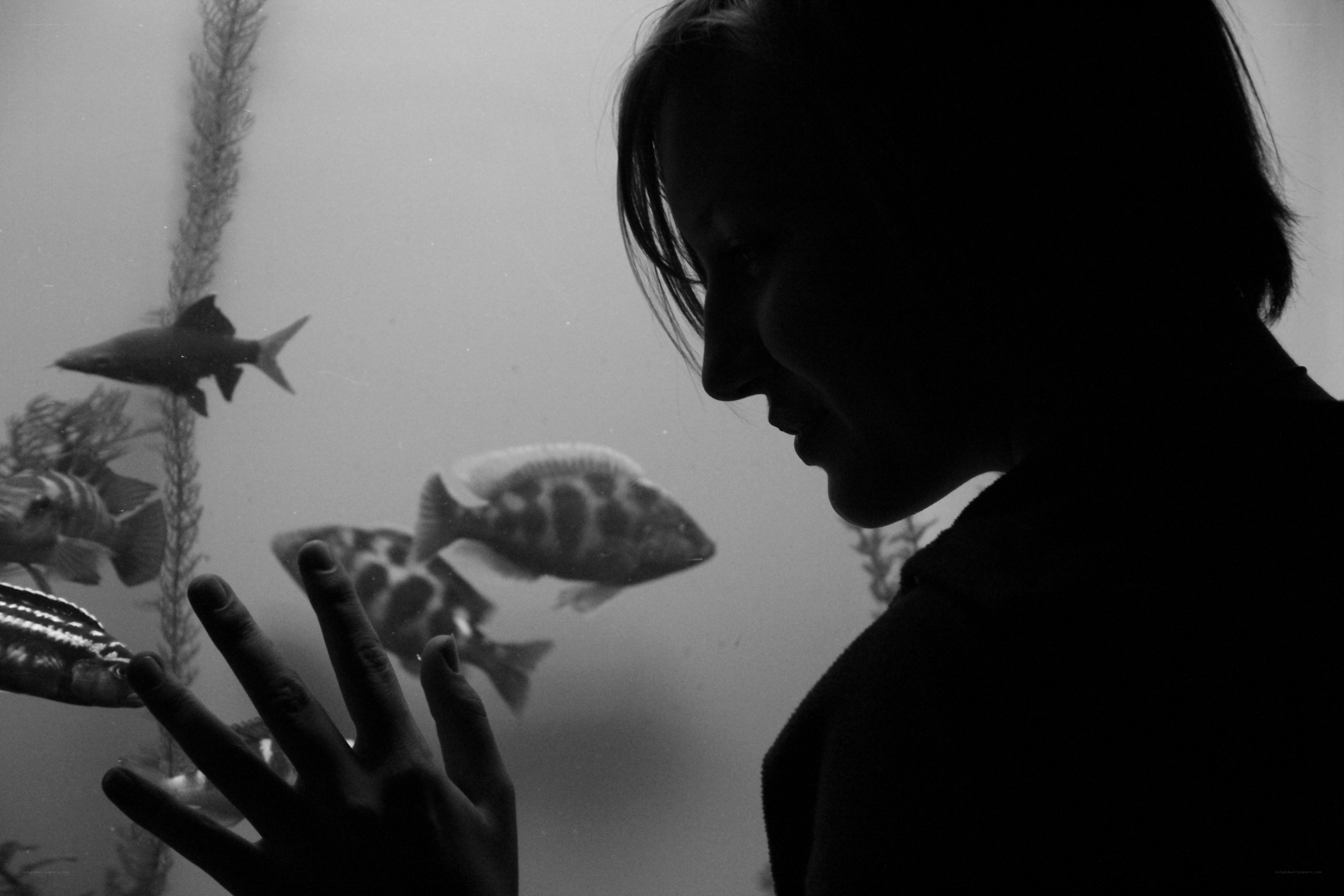 person observing fish in aquarium