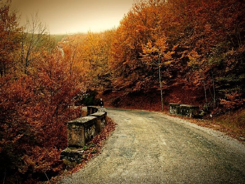 Person on Autumn Road — Orange