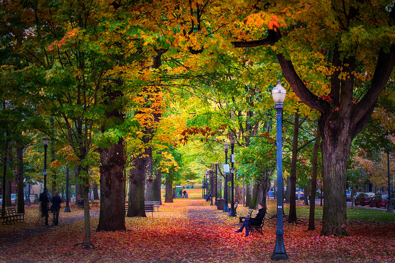 Person on Bench in Park