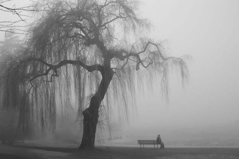 Person on Bench under Tree — Black, Somber, Morning