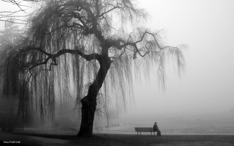 Person on Bench under Tree — Black, Somber