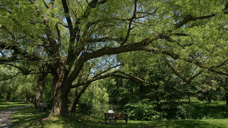 Person on Bench under Tree — Green