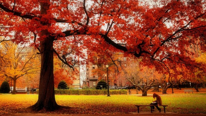 Person on Bench under Tree — Red