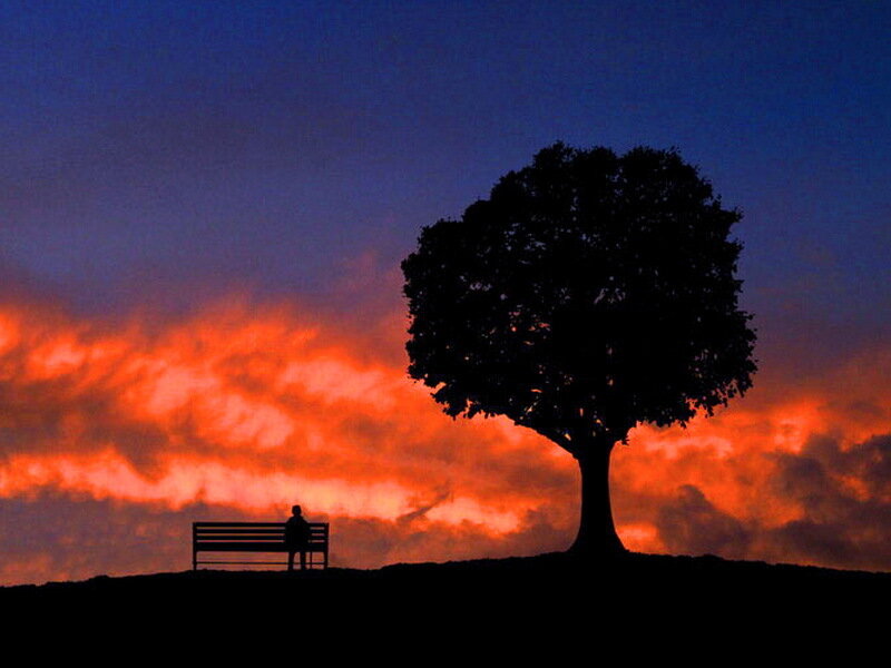 Person on Bench under Tree