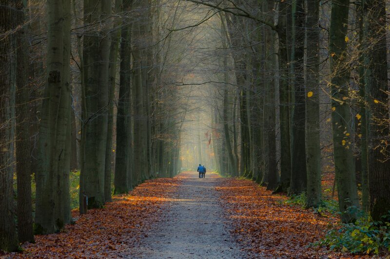 Person on Bicycle — Brown, Serene, Autumn