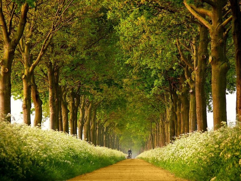 Person on Bicycle — Green, Serene