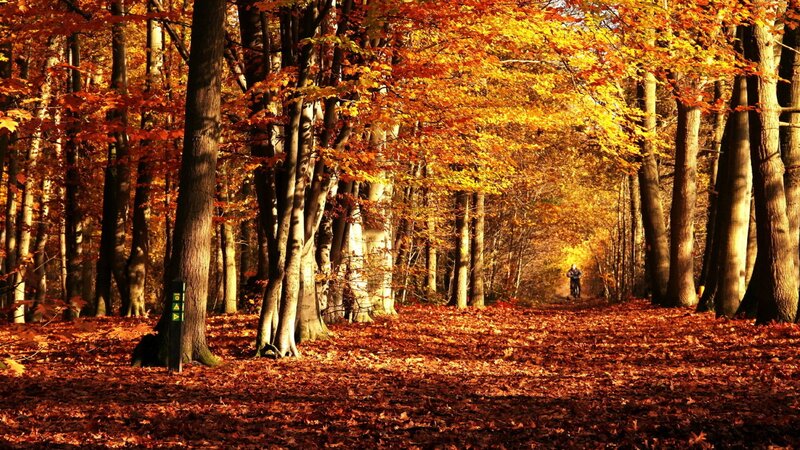Person on Bicycle in Forest — Orange, Serene