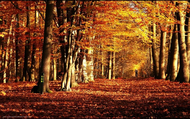 Person on Bicycle in Forest