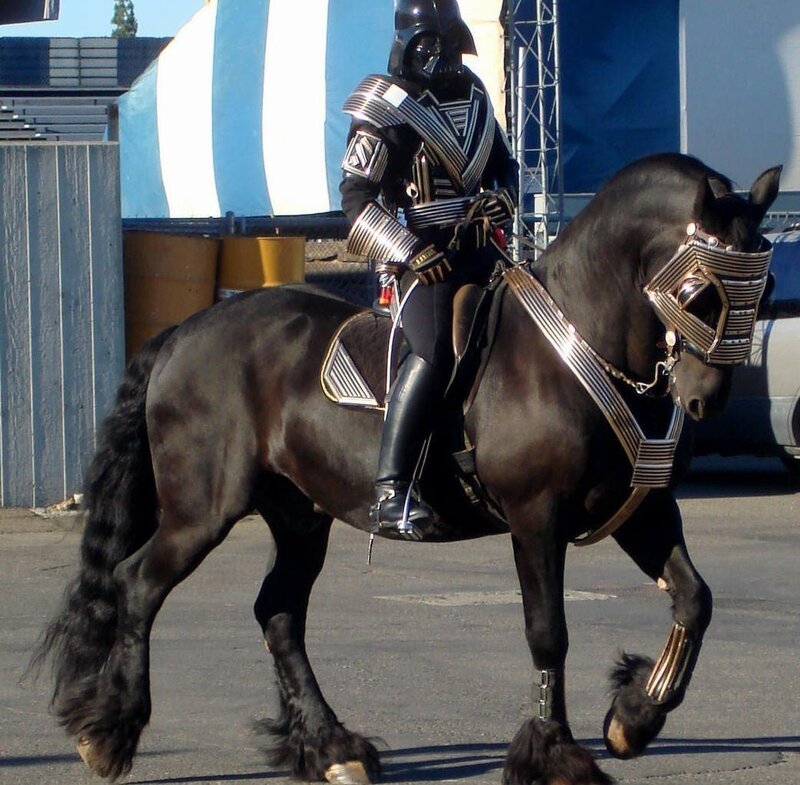 Person on Black Horse